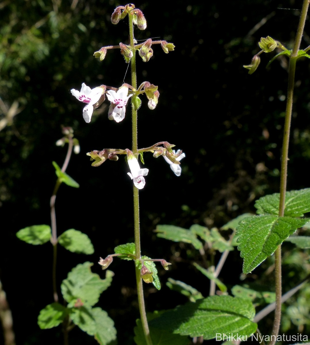 Isodon nigrescens (Benth.) H.Hara